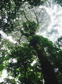 Low angle view of trees