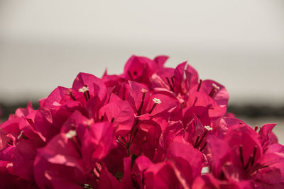 Close-up of pink flowers