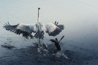 Swan flying over lake