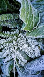 Close-up of ivy growing on tree