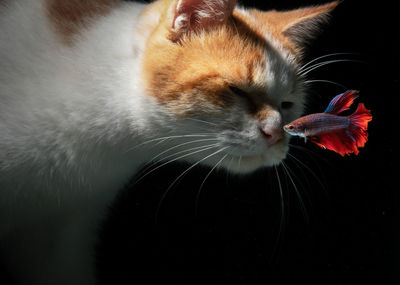 Close-up of cat looking away