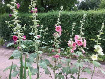 Close-up of pink flowering plants in garden