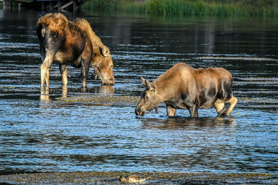 Sheep in a lake