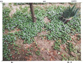 Plants growing on field