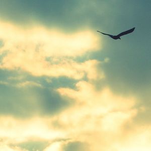 Low angle view of bird flying over cloudy sky