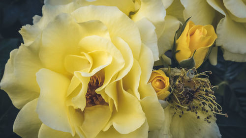 Close-up of yellow rose