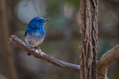 Close-up of bird perching on tree