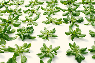 Full frame shot of plants