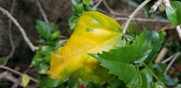 Close-up of yellow leaves on plant