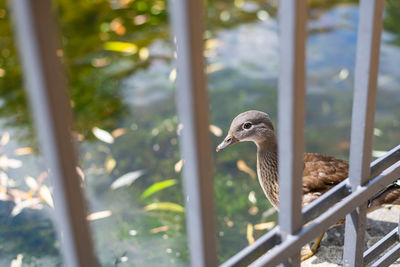 Close-up of bird perching on railing