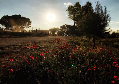 Red flowering plants on field against sky during sunset