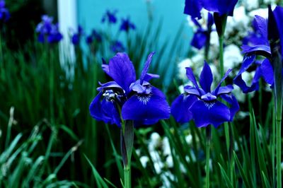 Close-up of purple flowers blooming in field
