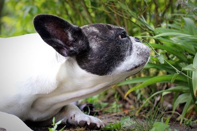 Close-up of a dog looking away