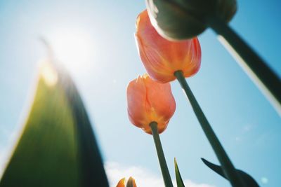 Tulip and blue sky