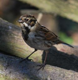 Close-up of bird perching outdoors
