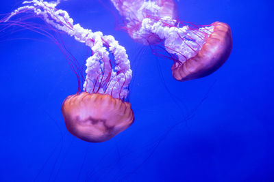 Sea nettle jellyfish with blue background