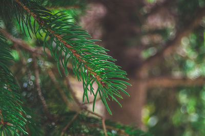 Close-up of pine tree