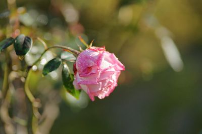 Close-up of red rose