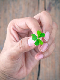 Close-up of hand holding leaf