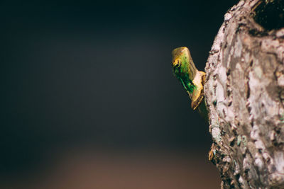 Close-up of butterfly on tree trunk