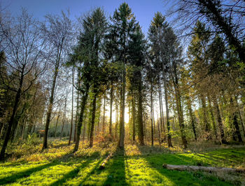 Evening light through the trees in the wood