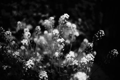 Close-up of flowering plant on field