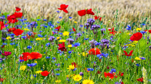 View of flowering plants on field