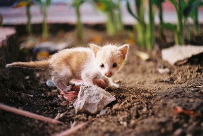 Close-up of kitten staring at stone on field