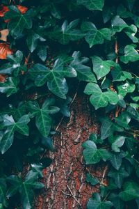 High angle view of plants growing on field