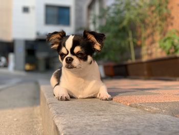 Portrait of a dog