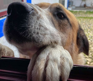 Close-up of a dog looking away at home