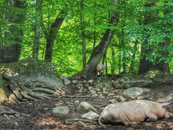 Trees in forest