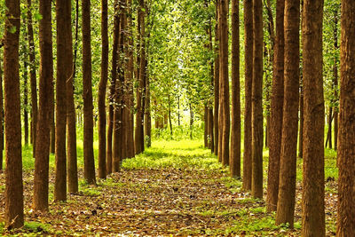 Trees in forest