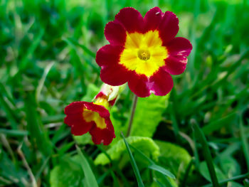 Close-up of red flower