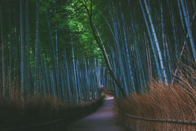 Arashiyama at kyoto, japan