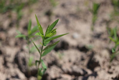 Close-up of small plant