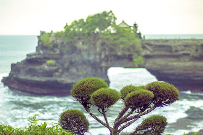 Close-up of tree by sea against clear sky