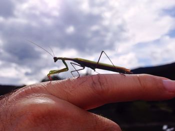 Close-up of cropped hand