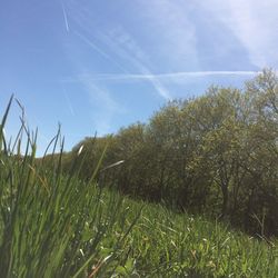 Plants growing on field against sky