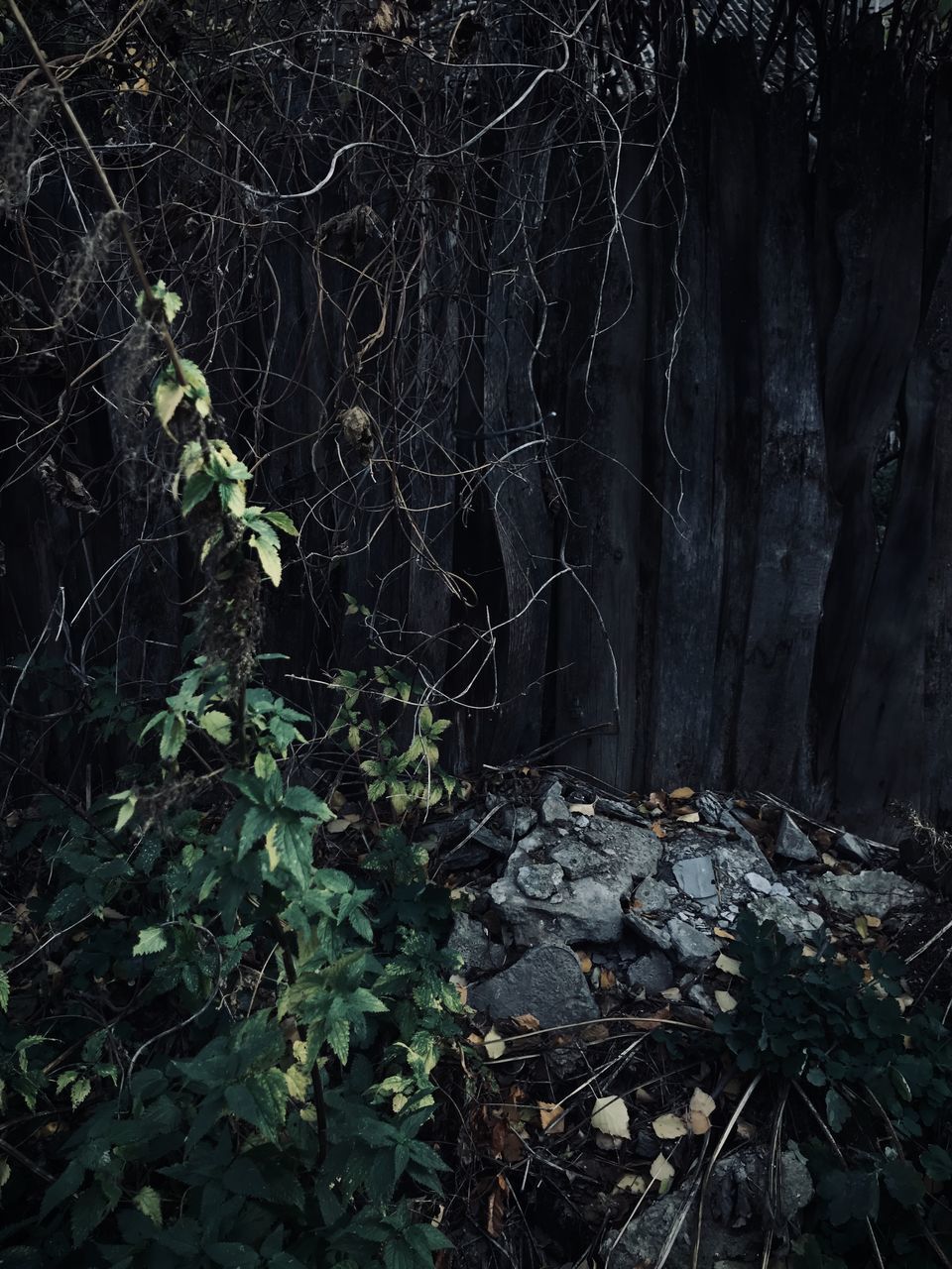 PLANTS GROWING ON ROCKS