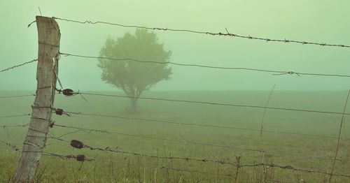 Barbed wire fence