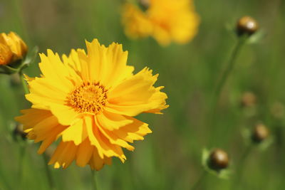 Close-up of yellow flowering plant on field