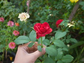 Close-up of hand holding red rose