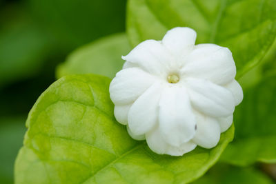 Close-up of white flowering plant