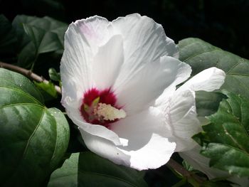 Close-up of white flowers