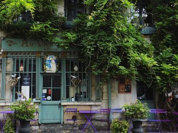 Potted plants against building