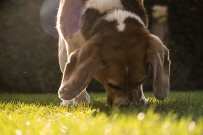 View of a dog on field