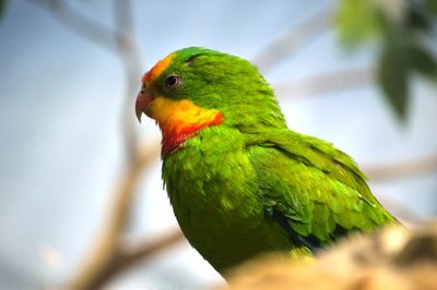 Close-up of parrot perching on branch