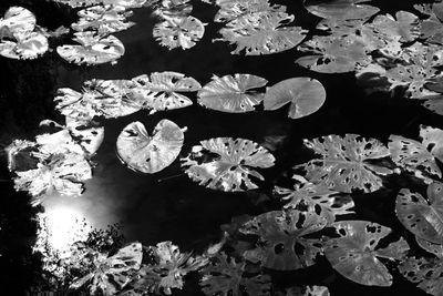 Lotus water lily in pond