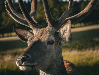 Close-up of deer